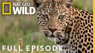 Leopards Rock Full Episode  Savage Kingdom [upl. by Eilak]