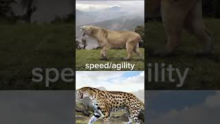 smilodon populator vs xenosmilus smilodon music lion tiger jaguar leopard phonk cougar [upl. by Anelhtak]