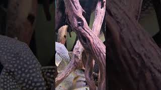 sunshine pleco L014 [upl. by Vitkun]