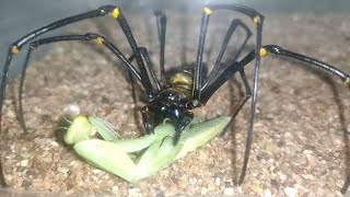 Powerful fight Spider Vs Praying Mantis [upl. by Wende]