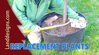 Planting Replacements [upl. by Einhapets679]