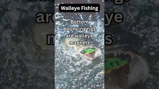 Walleye Fact 21 [upl. by Aitam978]