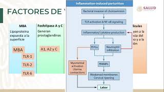 Curso Bacteriología Médica Aula Virtual Ureaplasma urealyticum [upl. by Ludwig]