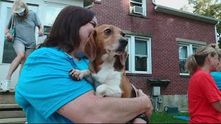 Its a wonderful day  First group of beagles rescued from VA breeding facility [upl. by Nedyah747]