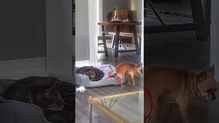 Dog Sneaks a Nap on Cats Bed shortsvideo [upl. by Sells634]