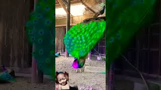 peacock dance viralvideo likeforlikes yoitubeshorts [upl. by Salim]