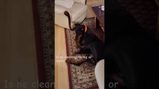 My dobbie cleaning his paw OR maybe teeth 🤪 JackTheDobermann funnydogs doberman [upl. by Tisman]