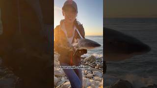 Shore FishingTHISway Opaleye Cabezon Black Perch Calico Bass amp Leopard Shark fishing fish [upl. by Grube]