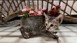 Little Kitten Hisses at Me  Hissing Kitten cat kitten hisse catlovercatvideos [upl. by Garber742]