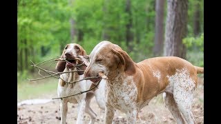 Das Welpen 1x1 Teil 6 Das Prinzip quotTauschen statt Beutekonkurrenzquot Hundeschule Loewenzahn [upl. by Asilet]