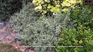 Euonymus fortunei Emerald Gaeity  Variegated Winter Creeper [upl. by Elenore912]