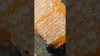 Cutting honeycomb  amsr honeybee honey honeycomb [upl. by Annairdua]