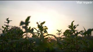 Sourcing Spearmint oil  Blise organic Behind the bottle [upl. by Aissej]