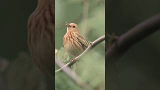 PALM WARBLER Setophaga Palmarum [upl. by Rengaw]