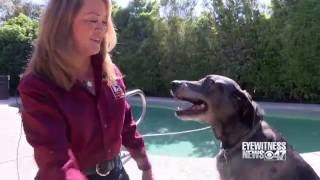 Red Cross Animal Rescue Hero Naomi FlamCentral California Animal Disaster Team [upl. by Nnyliram800]