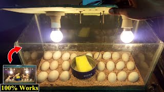 BEST INCUBATOR FOR CHICKEN EGGS [upl. by Anetsirhc]