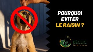 Estce que les chien peuvent manger du raisin [upl. by Eanar]