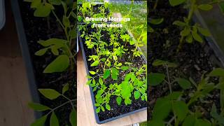 Growing Moringa from seeds short [upl. by Anirazc253]