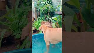 Kiss me  doglovers youtube cat catlover shorts viralvideo [upl. by Akcinahs]