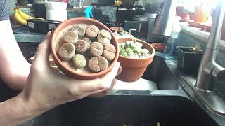 Lithops and Conophytum Care And Watering [upl. by Leontyne813]