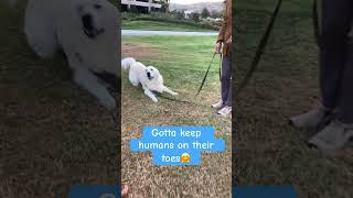 Huddart goldenretriever doglover comedy [upl. by Lemrej]