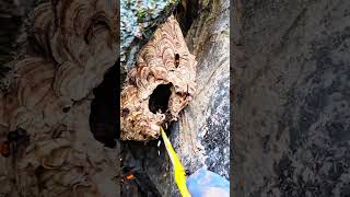 Destroy extremely poisonous wasp nest bee nature [upl. by Areip94]