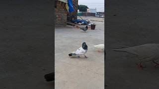 Kalsira kabutar 😱🕊️ pigeon birds shortvideo short pigeonlover pets petlover kabutarbazi [upl. by Nonnah]