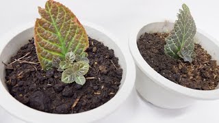 Episcia Cupreata with Babies from Single Leaf Cuttings Propagated in Soil Flame Violet [upl. by Akcirehs791]