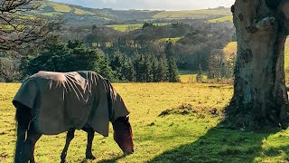 Discover Enniskerry County Wicklow Ireland Travel 2022 ☘️🇮🇪 [upl. by Lissak]