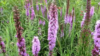 August in the Piet Oudolf Entry Border  Toronto Botanical Garden [upl. by Anigar325]