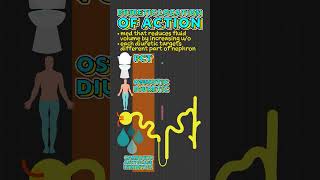 Diuretic Location of Action Facts [upl. by Engle]