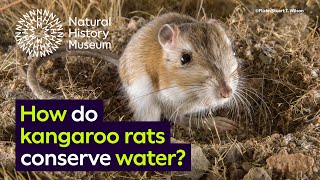 How do kangaroo rats conserve water  Surprising Science [upl. by Adiarf]