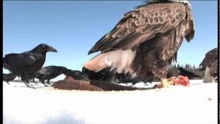 Amazing spy video of Bald Eagles eating fish on the ice of Lake Nipigon [upl. by Aleak662]