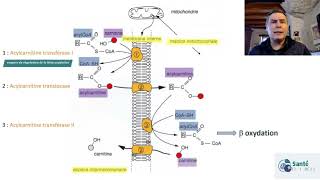 Comprendre la béta oxydation [upl. by Cornie]