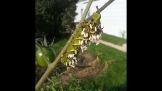 Fighting the Tomato Hornworm  First Garden New Gardener [upl. by Ayotas]