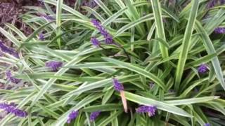 11 Reasons to Grow Liriope lowmaintenance perennial [upl. by Loomis]