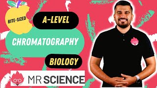 Chromatography  Photosynthetic Pigments  Bitesized  Alevel Biology  Mr Science in 8K [upl. by Nyrahtak414]