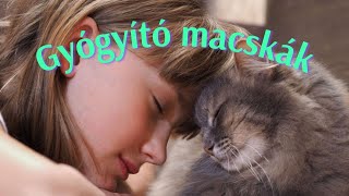 Gyógyító macskák 🐈 🐈 🐈 a mindennapok segítői [upl. by Grace]