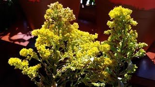 Growing California Goldenrod from Seeds for 204 Days [upl. by Roselle]