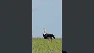 Maasai Ostrich  Wildlife ShortsAfrica YouTubeCreatorCommunity [upl. by Moazami459]