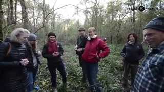 Truffle hunting Karlic truffles Croatia [upl. by Rosenquist816]