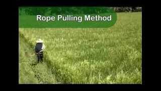 Supplementary Hybrid Rice Pollinationmpg [upl. by Assena502]