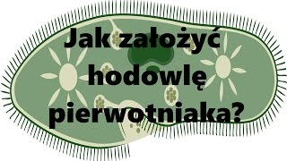 Hodowle karmowe Jak założyć hodowlę pierwotniaka [upl. by Naujet]