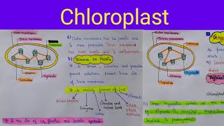 chloroplast structure  chloroplast functions  chloroplast structure and functions [upl. by Aracahs]