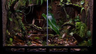 Insitu Ecosystems Amazonia Vivarium Complete Build Tutorial [upl. by Arela]