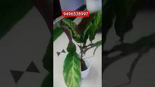 CALATHEA PLANT 9496538997 WE WILL SEND VIA SPEEDPOST plants marketing sales Business greenplant [upl. by Ainsworth]