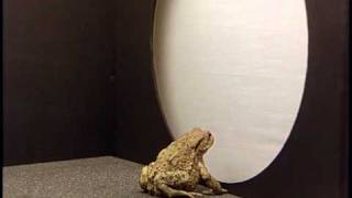 Neuroethology of Toads Part 1 of 3 English Behavioral Responses to Prey Features [upl. by Bamby]