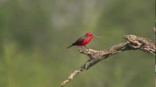 Vermilion Flycatcher male flying in slowmotion eating insects [upl. by Pavier]