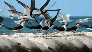 Black Skimmers [upl. by Newmark109]