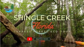 Floridas Hidden Gem Kayaking Through Shingle Creeks Cypress Forest [upl. by Fennelly605]